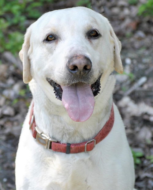 Sawyer