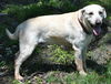 Sawyer