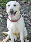 Sawyer