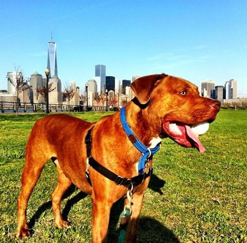Rudy (Courtesy Post - URGENT!)
