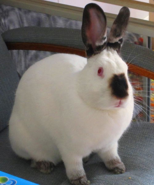 Lilly (Courtesy Post)