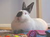 Lilly (Courtesy Post)