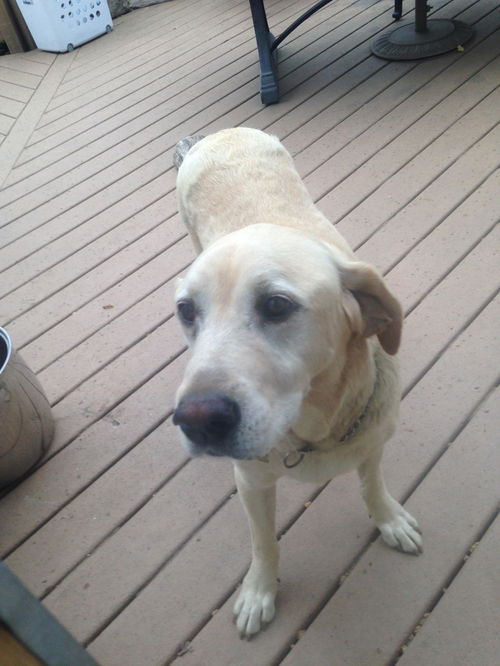 Duke (Courtesy Post)