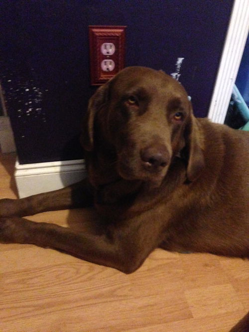 Marley (Courtesy Post)
