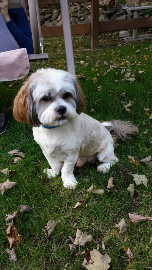 Gizmo (Courtesy Post)