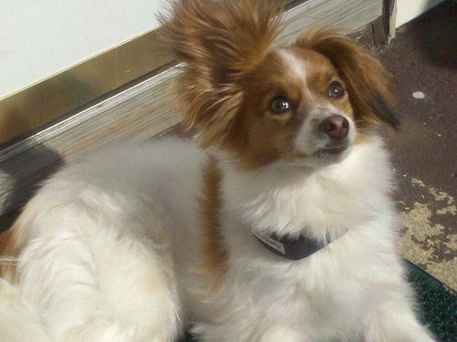 Frodo (Courtesy Post)