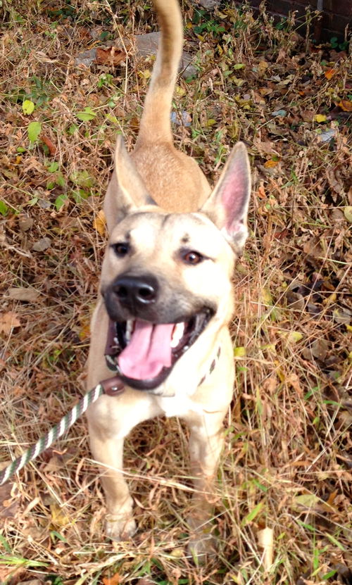 Koji (Courtesy Post)