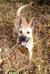 Koji (Courtesy Post)
