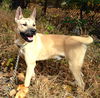 Koji (Courtesy Post)