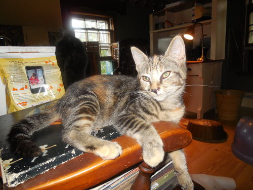 Mellie (COURTESY POST)