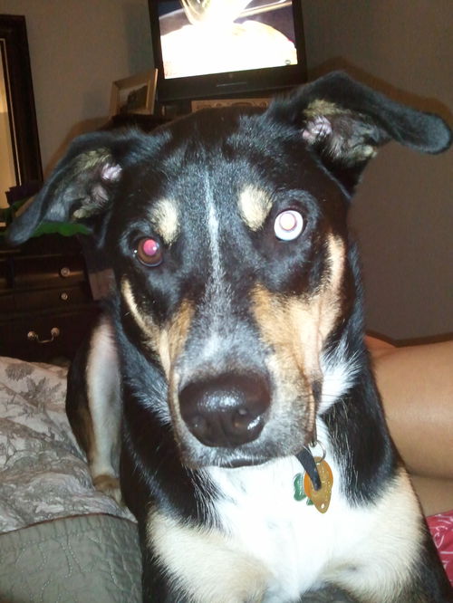 Finbar (Courtesy Post)