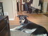 Finbar (Courtesy Post)