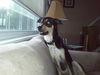 Finbar (Courtesy Post)