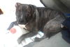 Romeo (Courtesy Post)