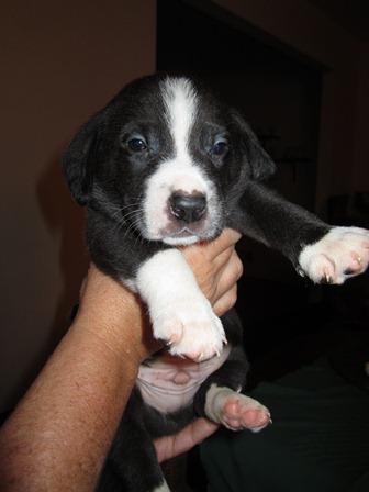 Beagle/Lab Puppies (Courtesy Post)