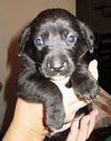 Beagle/Lab Puppies (Courtesy Post)