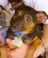 Simon, Alvin & Theodore (Courtesy Post)