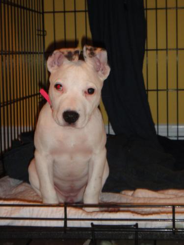 Shiloh (Courtesy Post)