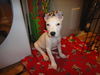 Shiloh (Courtesy Post)