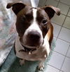 Sgt. Pepper aka Shakey (Courtesy Post)