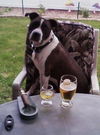 Sgt. Pepper aka Shakey (Courtesy Post)