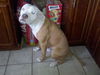 Apollo (Courtesy Post)