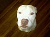 Apollo (Courtesy Post)