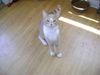 Ronnie (Courtesy Post)