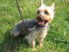 Zoey (Courtesy)