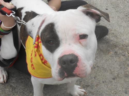 Petey (courtesy post)