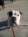 Petey (courtesy post)