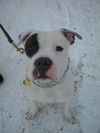 Petey (courtesy post)