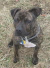Addie