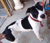 Doogie (Courtesy)