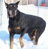 Duke