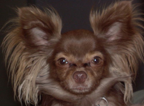 Gizmo