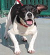 Roscoe