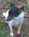 Roxy