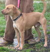 Scooby