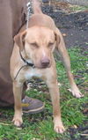 Scooby
