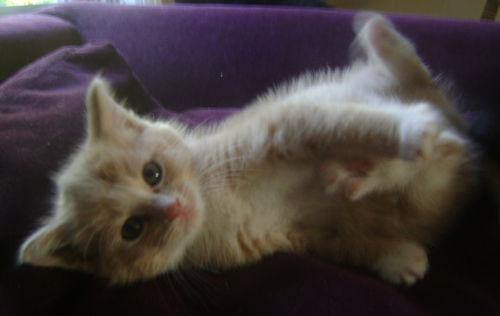 Kittens