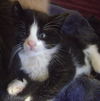 Kittens