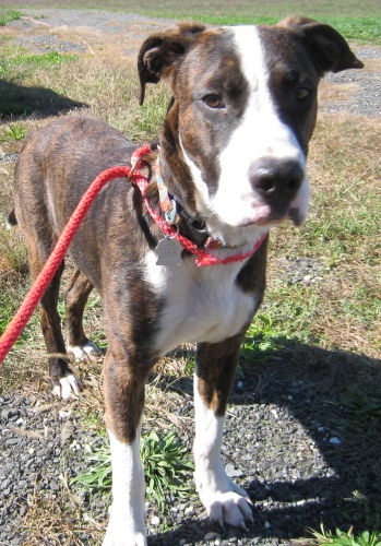 Norman Junior
