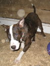 Norman Junior