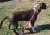 Norman Junior