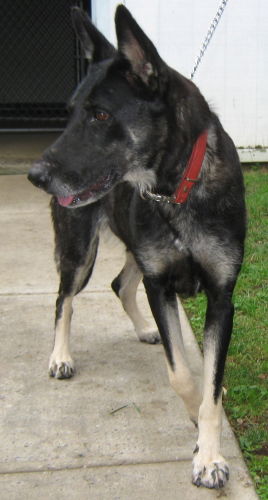 Maya