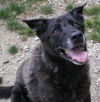 Dina