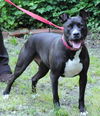 Dora-Urgent (courtesy post)