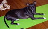 Dora-Urgent (courtesy post)