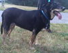 Sheba